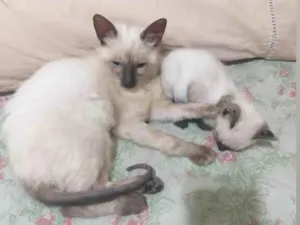 Gato raça Siamês  idade 2 a 6 meses nome Mary Lou 