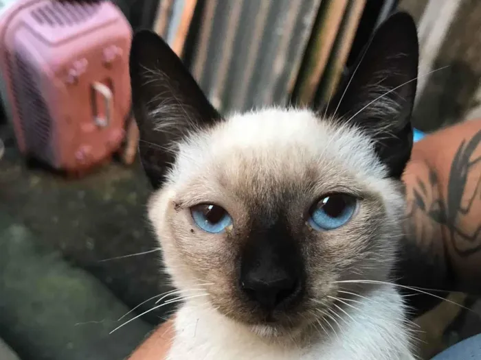 Gato ra a  idade 2 a 6 meses nome Não tem nome ainda 