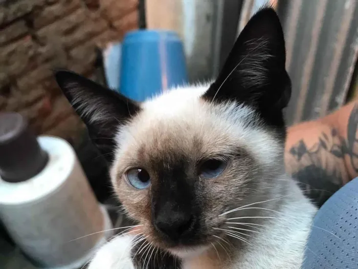 Gato ra a  idade 2 a 6 meses nome Ainda não tem nome 