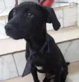 Cachorro raça SRD-ViraLata idade 2 a 6 meses nome Oreo bb4meses maravilhoso 