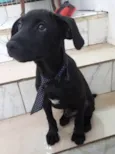 Cachorro raça SRD-ViraLata idade 2 a 6 meses nome Oreo bb4meses maravilhoso 
