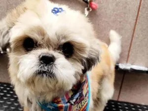 Cachorro raça Shitzu idade 6 ou mais anos nome Billy