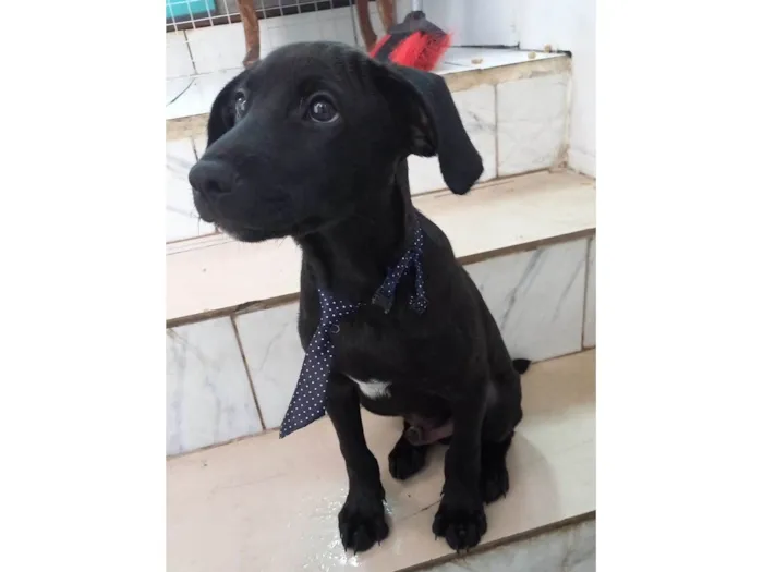 Cachorro raça SRD-ViraLata idade 2 a 6 meses nome Oreo bb4meses maravilhoso 