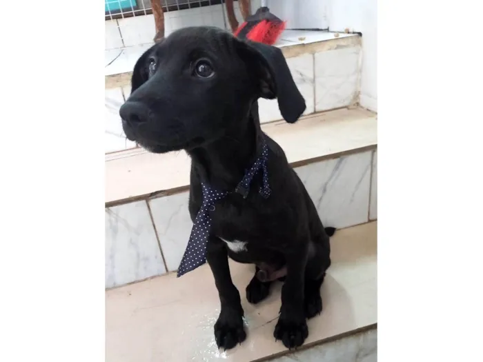 Oreo bb4meses maravilhoso 