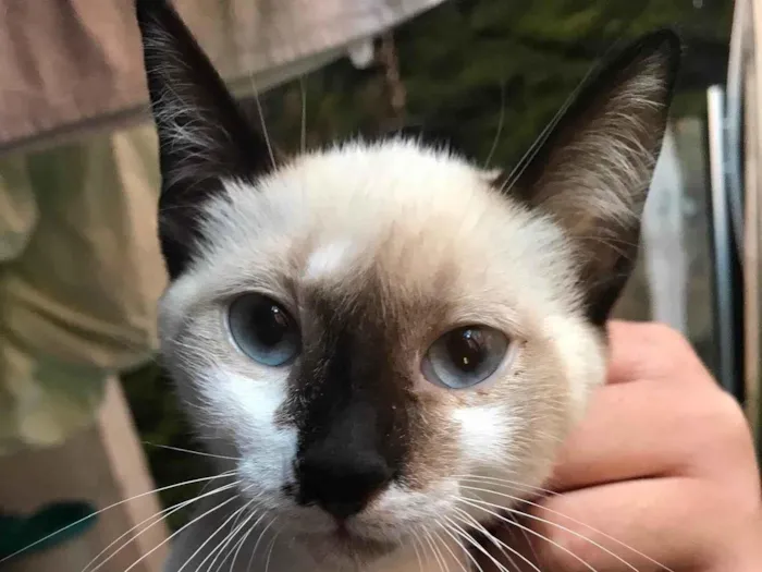 Gato ra a  idade 2 a 6 meses nome Ainda n tem nome 