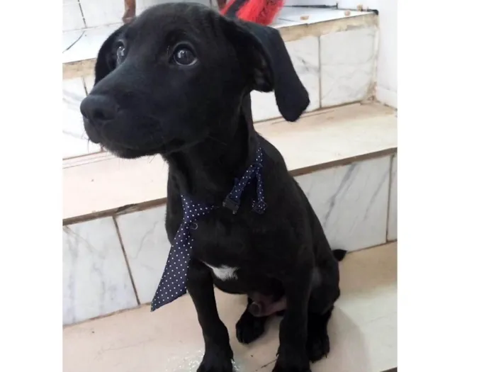 Cachorro raça SRD-ViraLata idade 2 a 6 meses nome Oreo bb4meses maravilhoso 