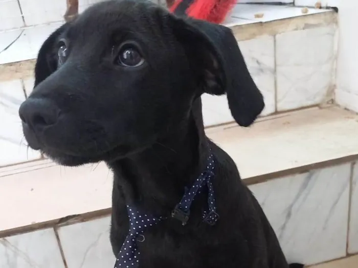 Cachorro raça SRD-ViraLata idade 2 a 6 meses nome Oreo bb4meses maravilhoso 