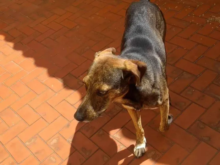 Cachorro ra a desconhecida idade 4 anos nome Tigrão