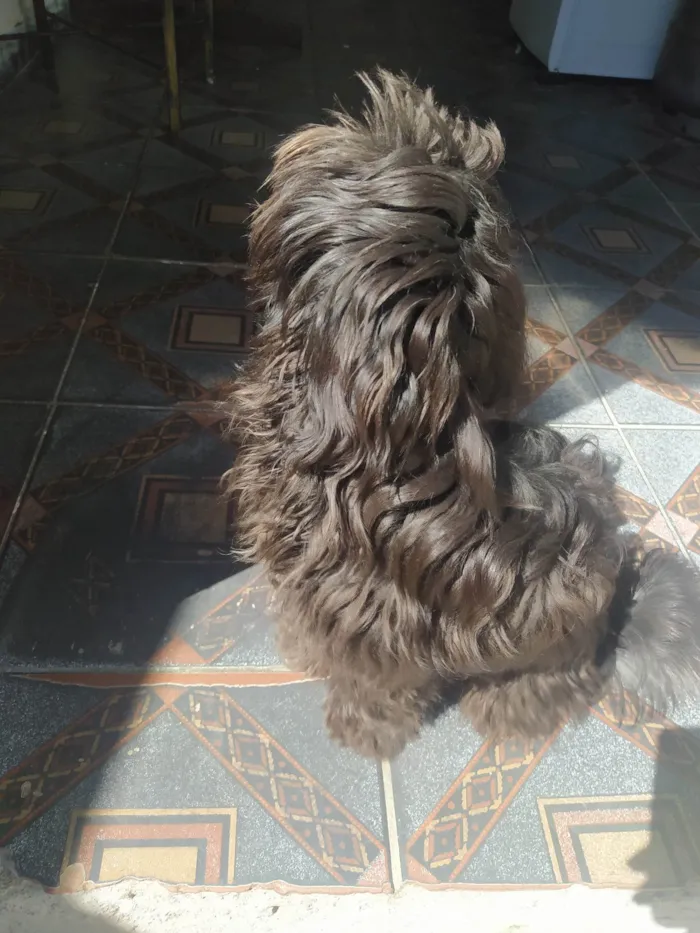 Cachorro ra a Lhasa Apso idade 1 ano nome Fred