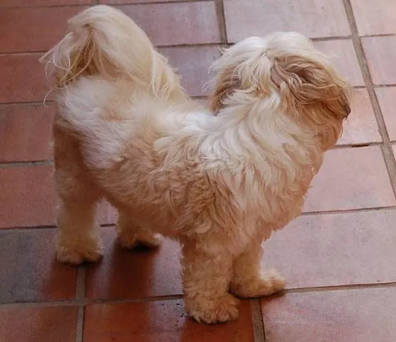 Cachorro ra a Lhasa apso idade 6 ou mais anos nome Chan