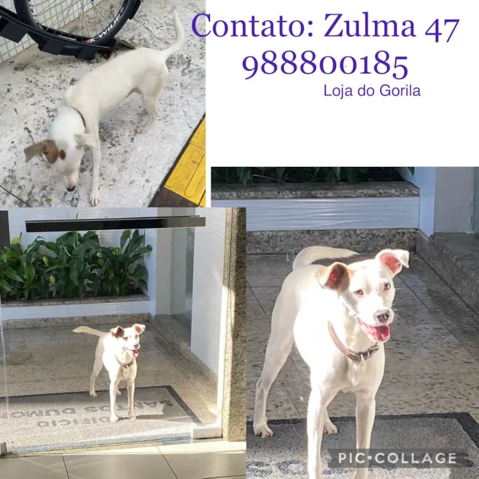 Cachorro ra a SRD idade 7 a 11 meses nome Não se sabe