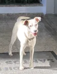 Não se sabe