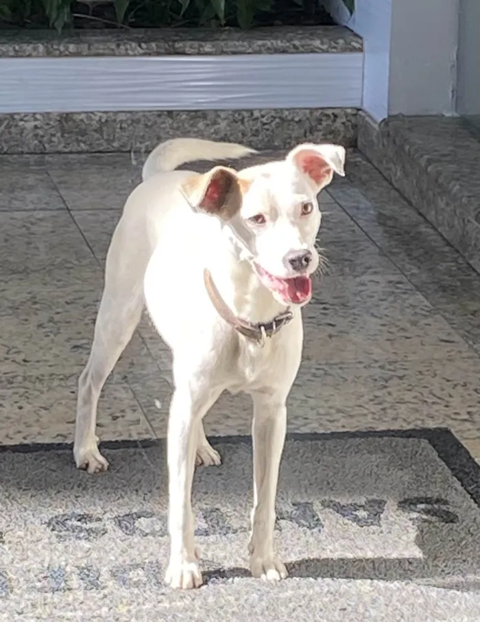 Cachorro ra a SRD idade 7 a 11 meses nome Não se sabe