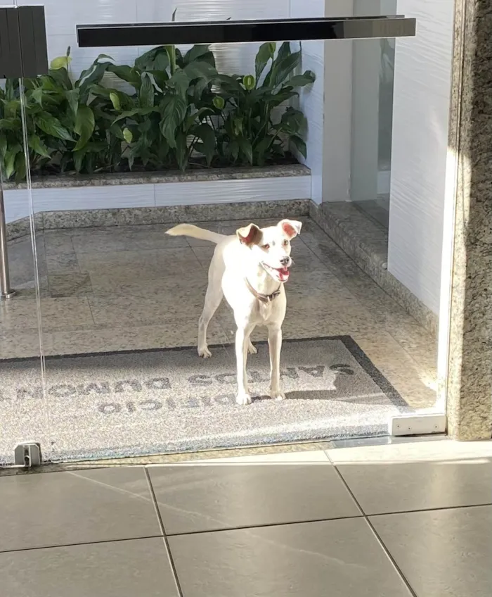 Cachorro ra a SRD idade 7 a 11 meses nome Não se sabe