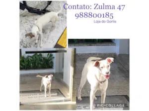 Cachorro raça SRD idade 7 a 11 meses nome Não se sabe