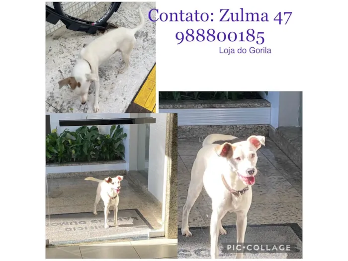 Cachorro ra a SRD idade 7 a 11 meses nome Não se sabe