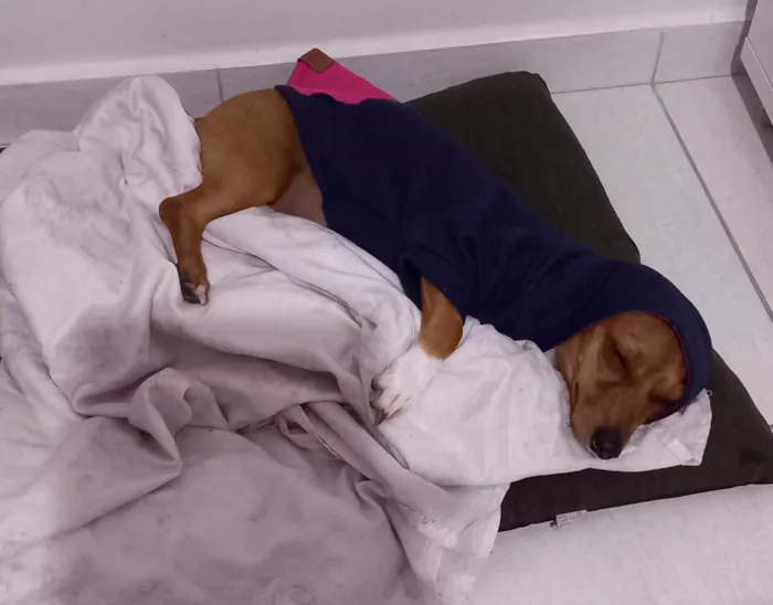 Cachorro ra a SRD-ViraLata idade 2 anos nome Amora