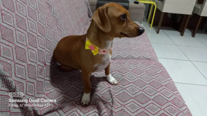 Cachorro ra a SRD-ViraLata idade 2 anos nome Amora