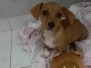 Cachorro raça SRD-ViraLata idade 2 anos nome Amora