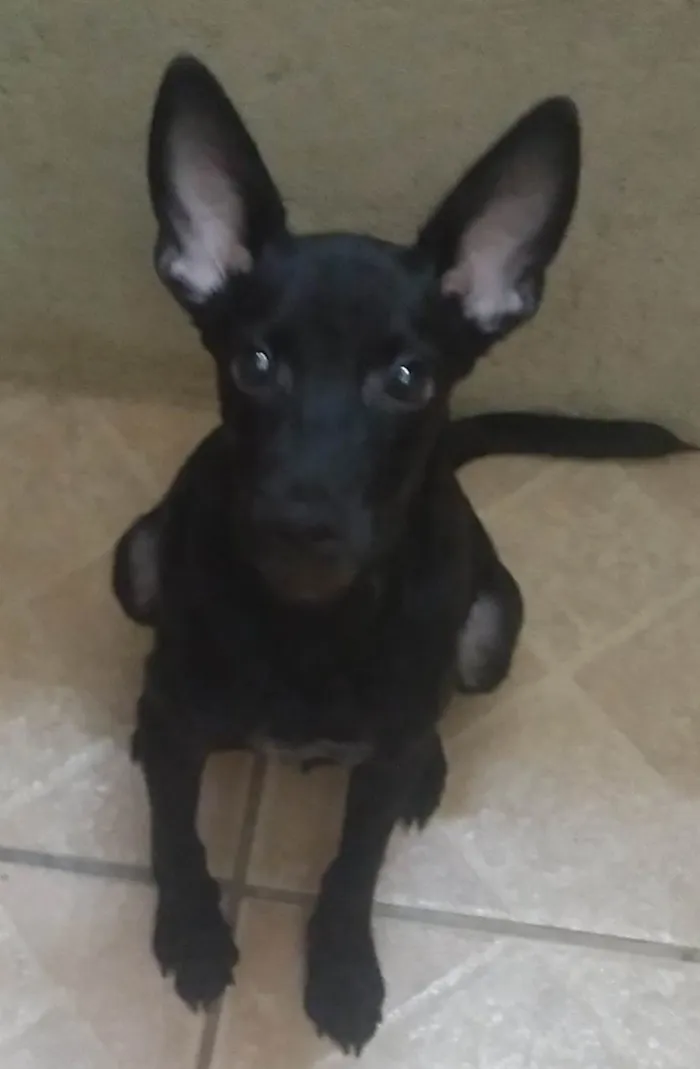 Cachorro ra a SRD-ViraLata idade 2 a 6 meses nome Pelezinho