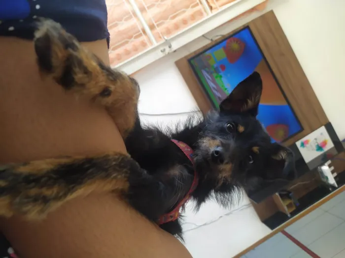 Cachorro ra a SRD-ViraLata idade 1 ano nome Pocoyo 