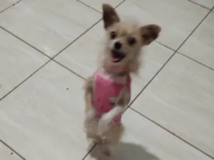 Cachorro raça SRD-ViraLata idade 1 ano nome Lolla