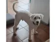GRATIFICA - Brasil Pom Pom