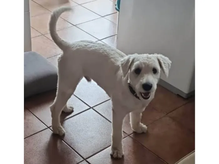 Cachorro ra a viralata poodle idade 2 anos nome GRATIFICA - Brasil Pom Pom