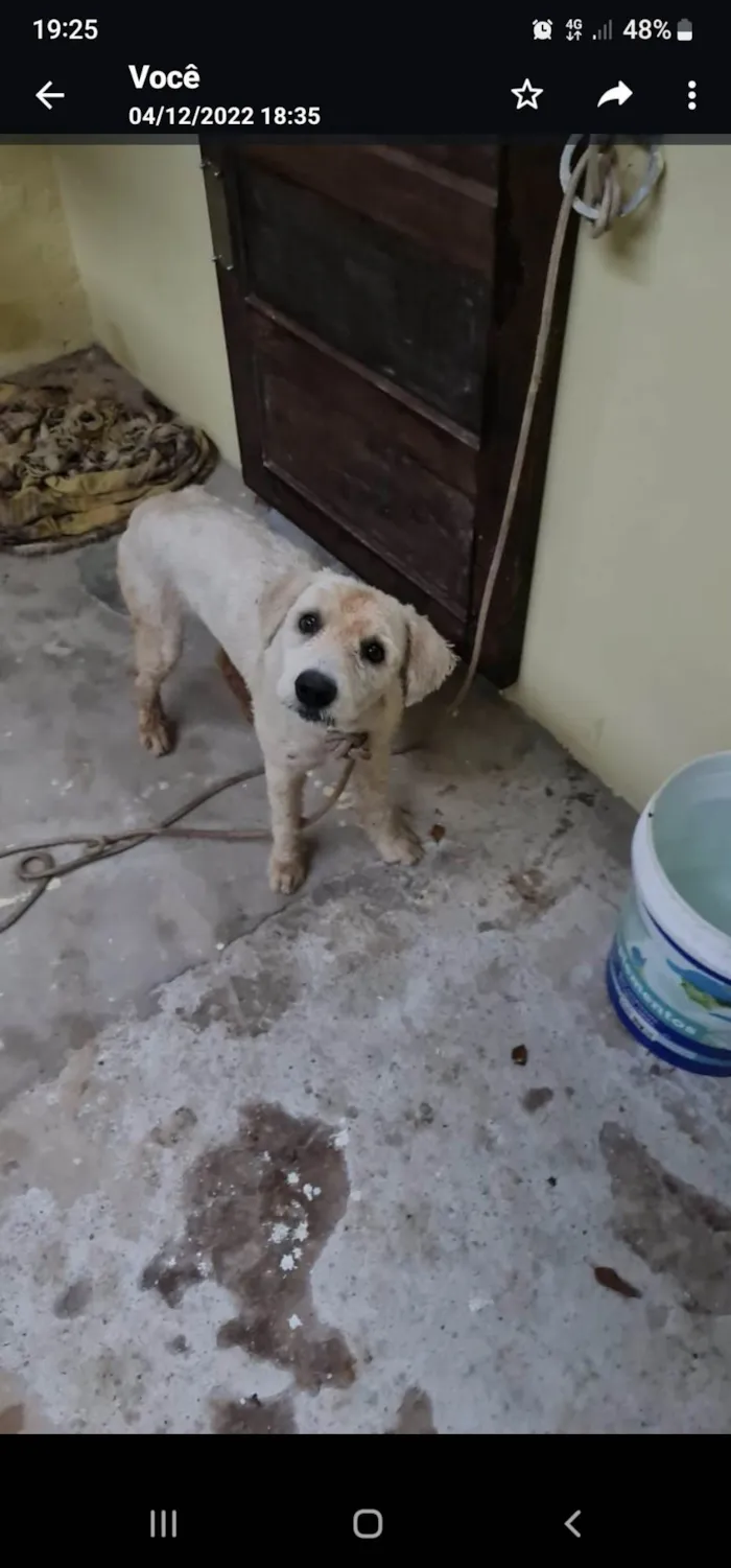 Cachorro ra a viralata poodle idade 2 anos nome GRATIFICA - Brasil Pom Pom