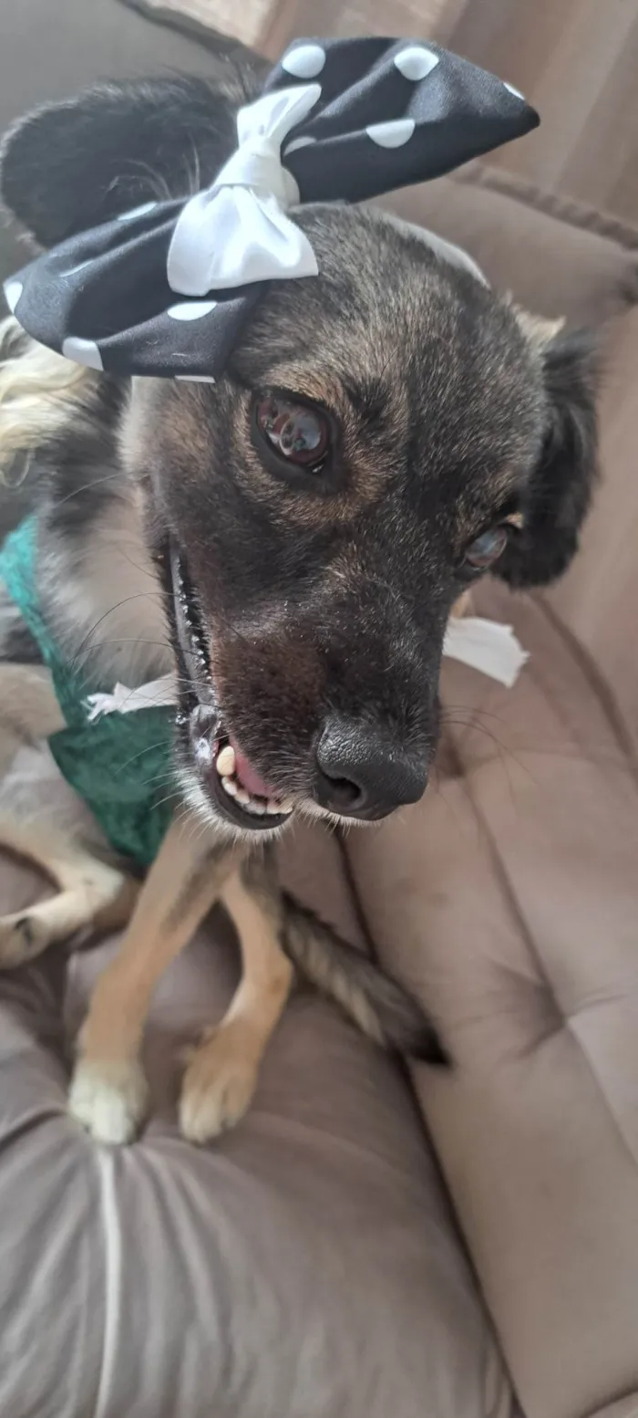 Cachorro ra a SRD-ViraLata idade 7 a 11 meses nome Ceci