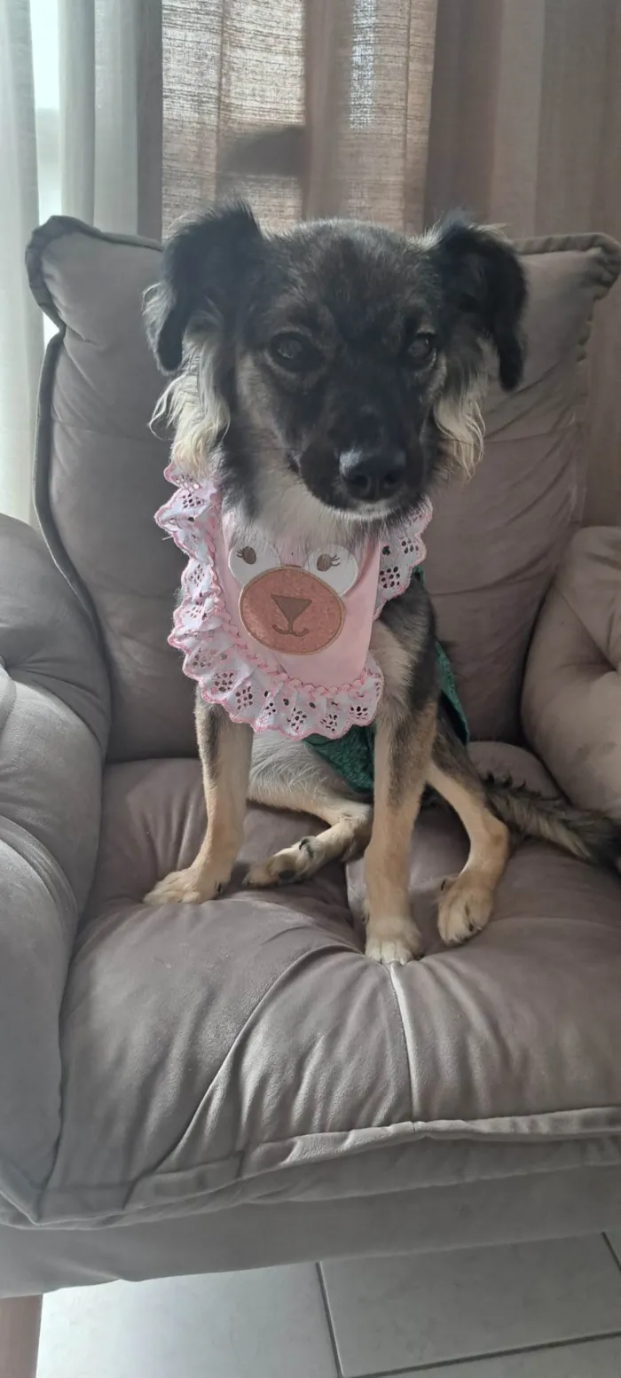 Cachorro ra a SRD-ViraLata idade 7 a 11 meses nome Ceci