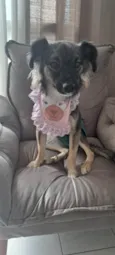 Ceci