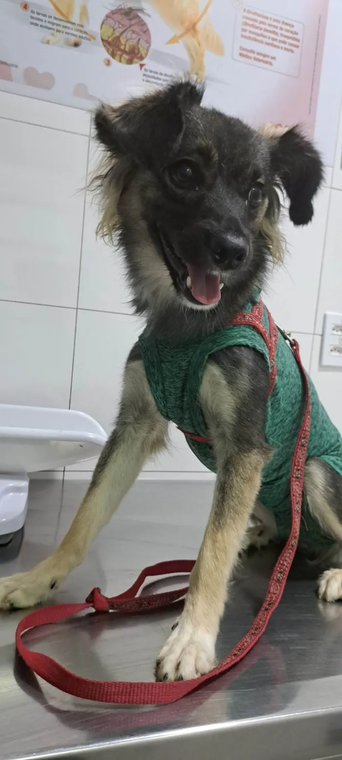 Cachorro ra a SRD-ViraLata idade 7 a 11 meses nome Ceci