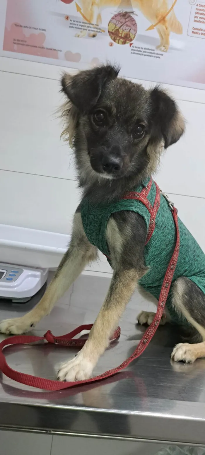 Cachorro ra a SRD-ViraLata idade 7 a 11 meses nome Ceci