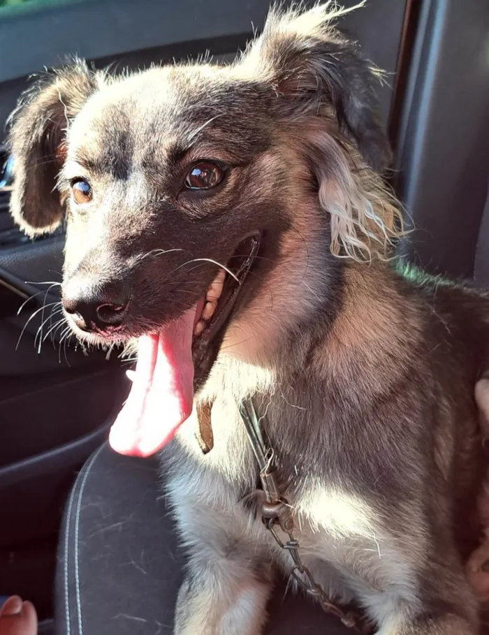 Cachorro ra a SRD-ViraLata idade 7 a 11 meses nome Ceci
