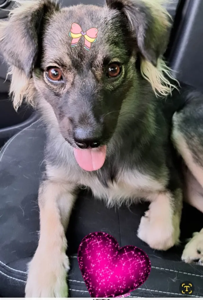 Cachorro ra a SRD-ViraLata idade 7 a 11 meses nome Ceci