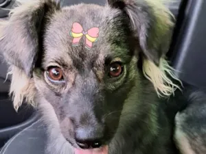 Cachorro raça SRD-ViraLata idade 7 a 11 meses nome Ceci