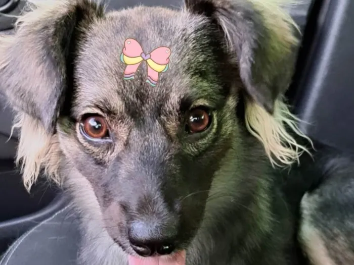 Cachorro ra a SRD-ViraLata idade 7 a 11 meses nome Ceci