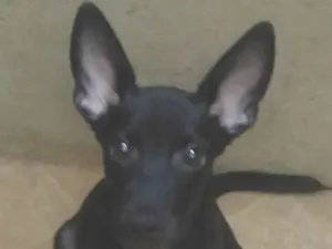 Cachorro raça SRD-ViraLata idade 2 a 6 meses nome Pelezinho