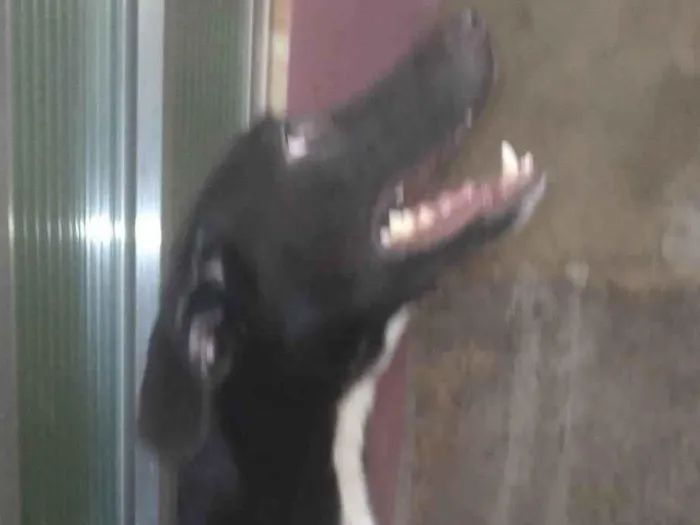 Cachorro ra a SRD-ViraLata idade 1 ano nome Preto