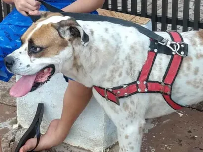 Cachorro raça Boxer idade 4 anos nome Thor 