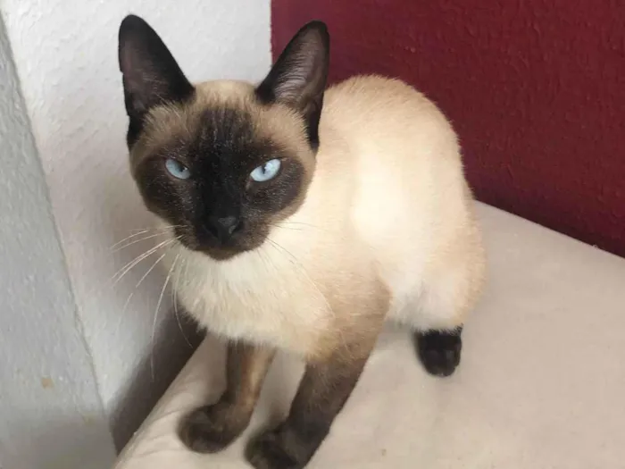 Gato raça SRD-ViraLata idade 7 a 11 meses nome Sofie