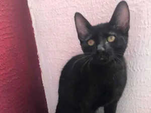 Gato raça SRD-ViraLata idade 2 a 6 meses nome Dudu