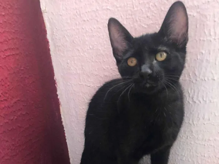 Gato raça SRD-ViraLata idade 2 a 6 meses nome Dudu