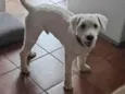 GRATIFICA - Brasil Pom Pom