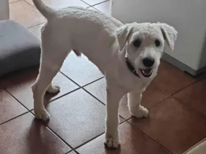 Cachorro raça viralata poodle idade 2 anos nome GRATIFICA - Brasil Pom Pom