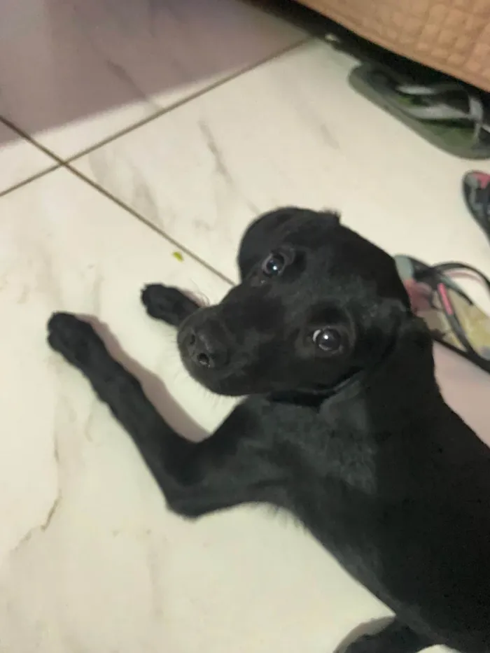 Cachorro ra a SRD-ViraLata idade 2 a 6 meses nome Sem nome 