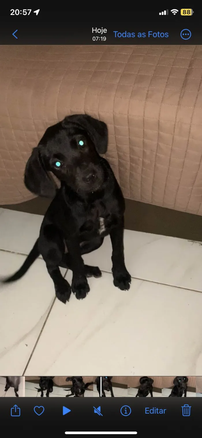 Cachorro ra a SRD-ViraLata idade 2 a 6 meses nome Sem nome 