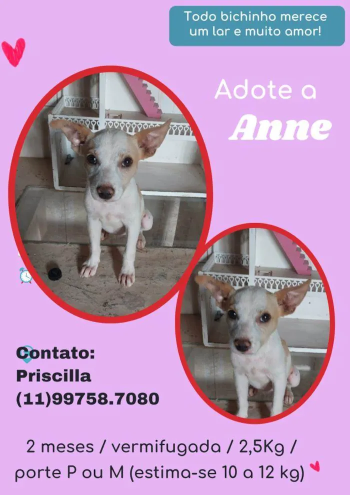 Cachorro ra a SRD idade 2 a 6 meses nome Anne