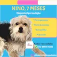 Cachorro raça SRD idade 7 a 11 meses nome Nino 